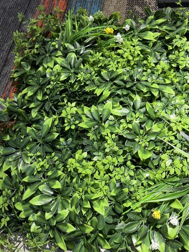 Bağ və bostan üçün digər məhsullar: Yasil hasarlarin ve suniqazonarin topdan ve perekende satisi endirimer — 10