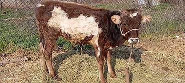 Коровы, быки: Продаю | Бык (самец) | Ангус — 2