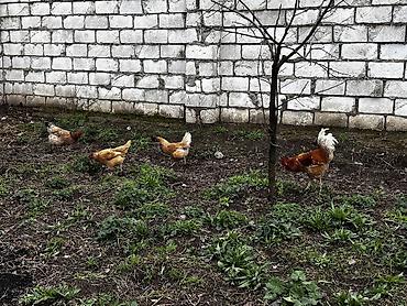 Toyuqlar: Toyuq, Damazlıq, Ödənişli çatdırılma -da lalafo.az — 10 Toyuqlar: Toyuq, Damazlıq, Ödənişli çatdırılma — 10