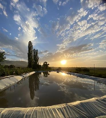 Продажа сельхоз предприятий: Питомник растений, 220 соток, Действующий, Частично с оборудованием, Электричество, Холодная вода — 2