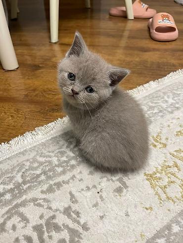 Pişiklər: Yaxşı əllərə — 5