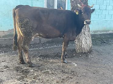 Коровы, быки: Продаю | Корова (самка) | Алатауская | Для разведения, Для молока at lalafo.kg — 5 Коровы, быки: Продаю | Корова (самка) | Алатауская | Для разведения, Для молока — 5