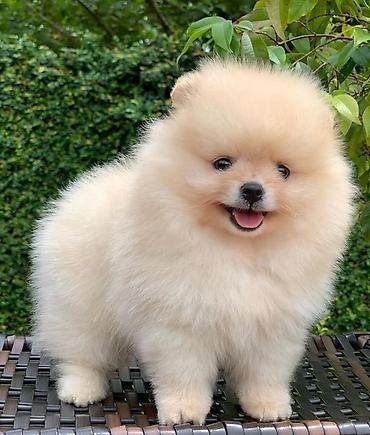 spitz it: Şpitz, 2 ay — 1