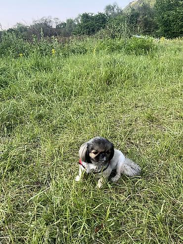 it bazari 2018: Pekines, 2 il, Dişi, Cütləşmə üçün — 6