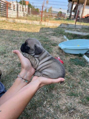 doberman na prodaju: Na prodaju stenci francuskog buldoga sa pedigreom, ocisceni od