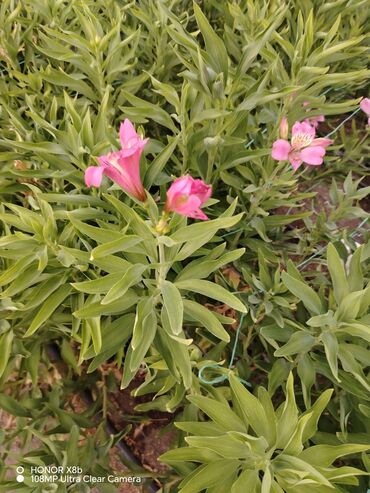 Kabrolar: Alstroemeria (Peru zanbağı) dekorativ çiçəkli bitki - Çiçəklər: Açıq