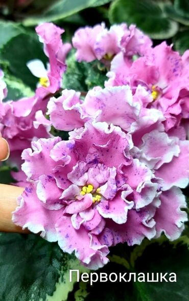 Otaq bitkiləri: 5 — 18