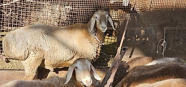 животные баран: Продаю | Баран (самец) | Арашан | Для разведения — 1