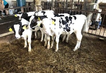 продажа домашних животных: Продаю | Корова (самка), Бык (самец), Тёлка
