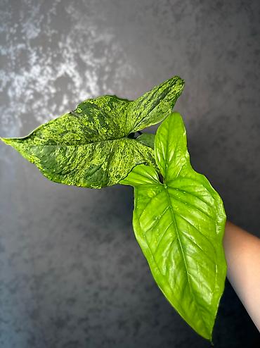 Другие комнатные растения: Добрый день! В продаже комнатные растения: Сингониумы - конфетти — 5