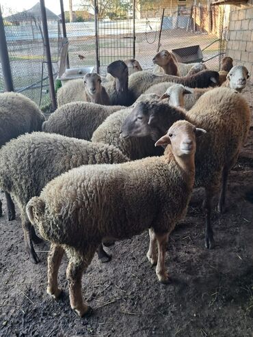 en yaxsi bugda sortu: Qiyməti razılaşma yolu ilə bu nömrə ilə əlaqə saxlayın at lalafo.az en yaxsi bugda sortu: Qiyməti razılaşma yolu ilə bu nömrə ilə əlaqə saxlayın