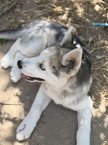 xaski alıram: Xaski, 3 ay, Erkək, Peyvəndli — 2