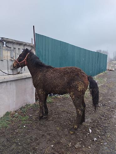 Лошади, кони: Продаю | Жеребец | Полукровка | Рабочий | Племенные — 7