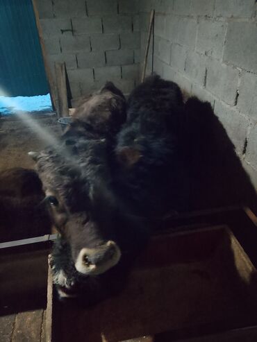 Коровы, быки: Продаю | Музоо, торпок | Полукровка | На откорм | Привязанные — 9