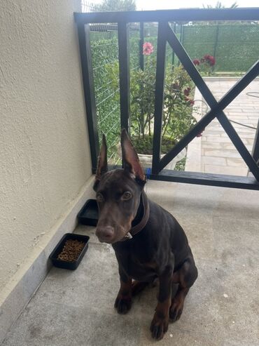 İtlər: Doberman, 4 ay, Erkek