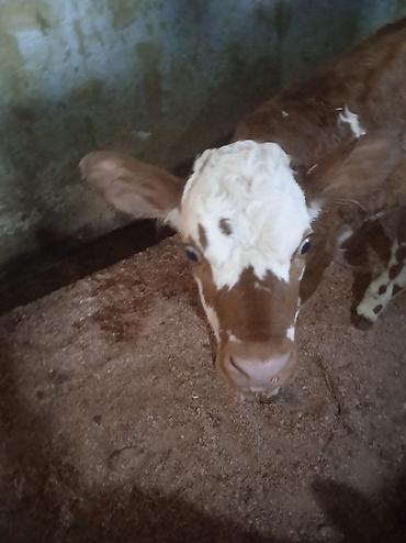 Dana, buzov: Dana, buzov, Dişi, ay: 1, Damazlıq, Ünvandan götürmə — 2