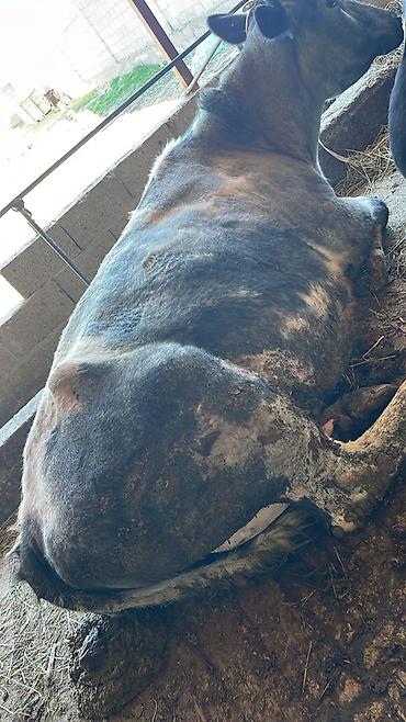 Коровы, быки: Продаю | Корова (самка) | Для молока — 17
