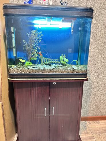 Рыбы: Продам заводской аквариум на 80 литров с тумбочкой и всем содержимым
