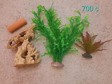 Рыбы: Продам растения и гроты для аквариума в хорошем состоянии,цена указана — 8
