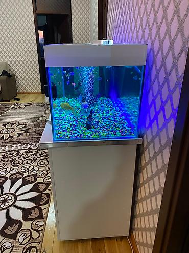 kiçik heyvanlar: Dördbucaq akvarium, Balıqlarla birlikdə, 300 l, Pulsuz çatdırılma — 6