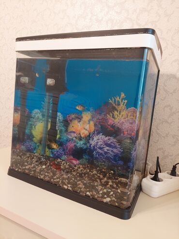 Akvariumlar: Dördbucaq akvarium, Balıqlarla birlikdə, 40 l, Ünvandan götürmə — 3