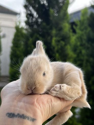 1 aylıq holland balaca🐰 Kafes, yem qabı, su qabı və tualet qabı —
