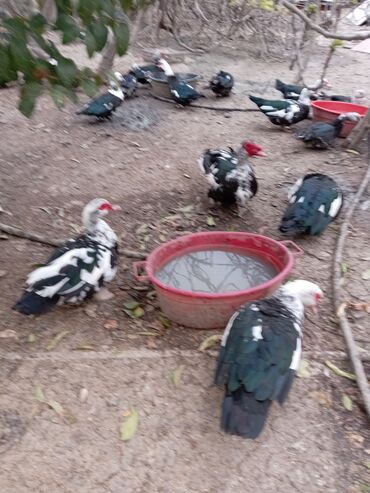 Ördəklər: Ördəklər — 9