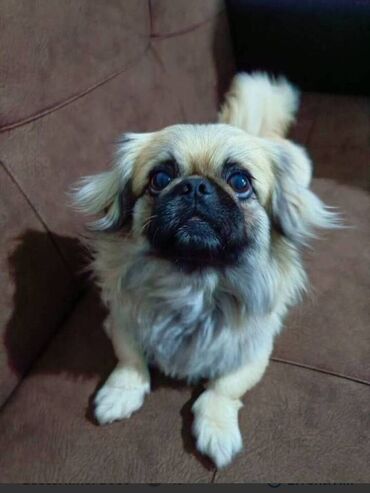 İtlər: Pekines, 1 il, Erkek, Peyvəndli, Ünvandan götürmə