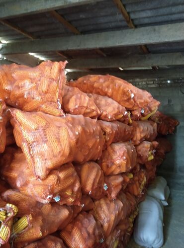мясо для животных: Продаю кукурузу в початках в сетках 15/кг,район Аэропорта Манас