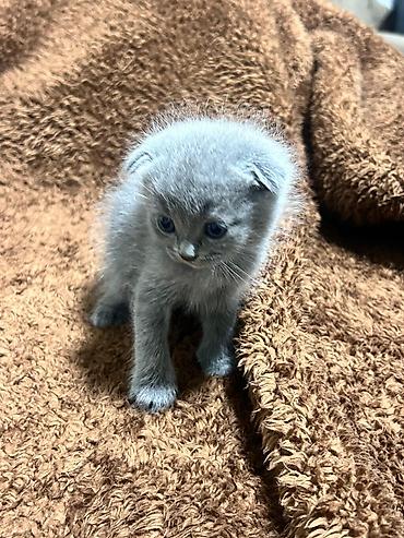 Pişiklər: Britan — 13