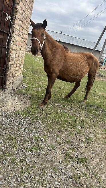 Лошади, кони: Продаю | Кобыла (самка) | Рабочий — 1