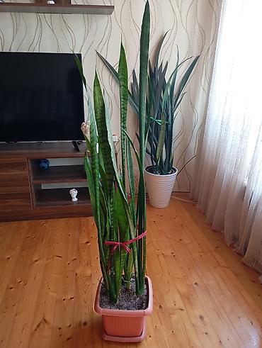 heserat yeyen bitki: Sansevieria (Qayın dilı) – dekorativ otaq bitkisi - Uzun, dik — 1