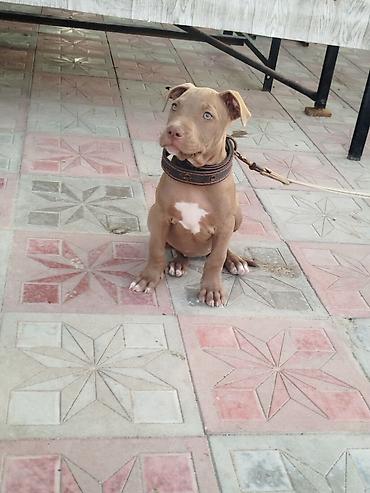 pitbull balaları: Pitbul, 2 ay, Dişi, Ünvandan götürmə — 1