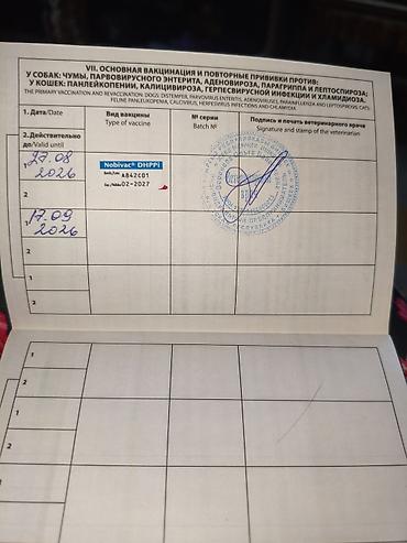 Продажа собак: Чихуахуа, 3 месяца, Самец, С прививкой — 22