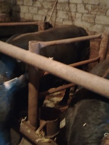 Inəklər, öküzlər: 6 baş dana satilir — 19