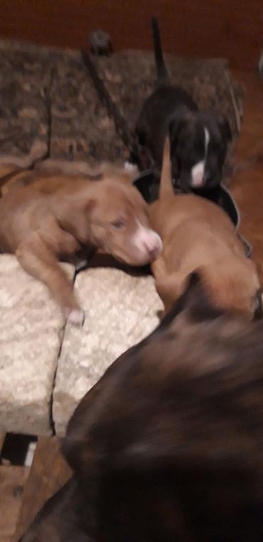 İtlər: Pitbul — 6