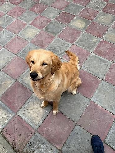 İtlər: Retriever, 9 ay, Dişi, Peyvəndli, Pulsuz çatdırılma — 2