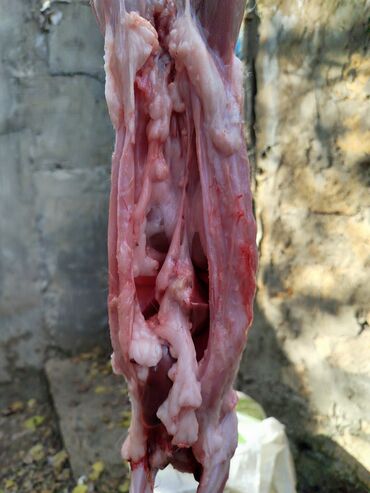 Ət: Dovşan eti halal kesilmiş halal ceki 1 ededi gelir 1k.800q. 1k.500q -da lalafo.az — 28 Ət: Dovşan eti halal kesilmiş halal ceki 1 ededi gelir 1k.800q. 1k.500q — 28