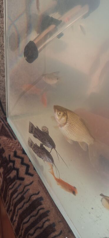 Akvariumlar: Dördbucaq akvarium, Balıqlarla birlikdə, 64 l, Ünvandan götürmə — 4