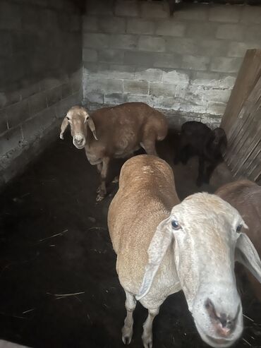 бараны рамановские: Продаю | Овца (самка) | Арашан | Для разведения | Матка