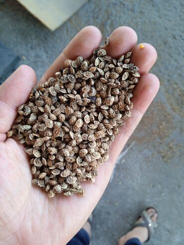 семена травы: Семина Эспарцеп урожай местный очищение через петкус за 1 кг адрес