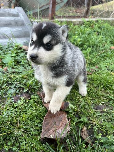 Psi: Sibirsky haski štenci - Leglo prelepih štenaca sibirskog haskija na lalafo.rs — 17 Psi: Sibirsky haski štenci - Leglo prelepih štenaca sibirskog haskija — 17