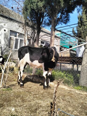 simmental ineklerin satisi: Dişi, il: 6, Südlük, Damazlıq