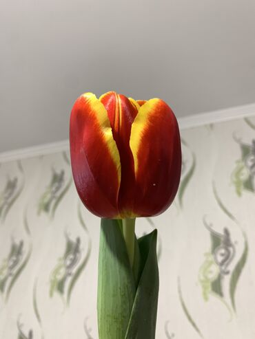 цветы на 8 марта: Семена и саженцы Тюльпанов, Самовывоз, Бесплатная доставка