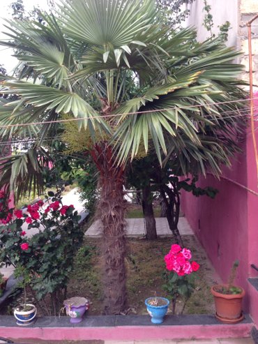 palm angels: Palma govde hundurluk 2.30 sm.Boyu 3.5den cox olar.Real alici olsa