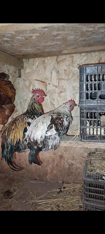 продам курей: На продажу домашние куры и петухи количество куры 22штуки петухи 9штук — 1