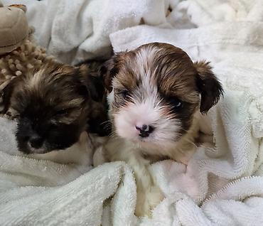 Продажа собак: ПРОДАЮТСЯ ЩЕНКИ ШИ-ТЦУ!!! 3 мальчика и 2 — 11