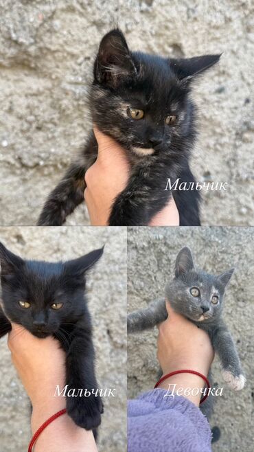объявление отдам котят: Кошка даром: Беспородная, 1 месяц, Мальчик, Проглистована