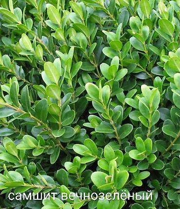 Другие виды семян и саженцев: Все растения что на фото, есть в наличии — 23