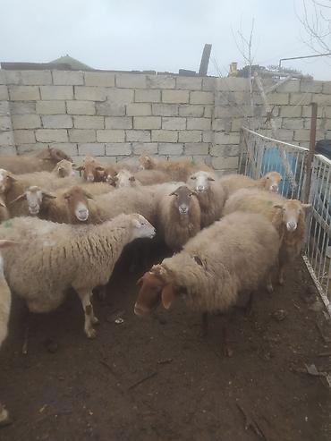 Qoyunlar, qoçlar: Qoyunlar, qoçlar — 4